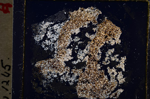 Cross Polarized, E19644