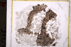 Plane Polarized, E19644