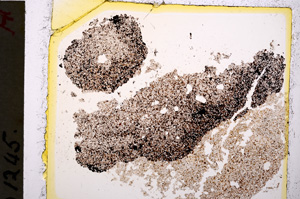 Plane Polarized, E19644/A