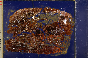 Cross Polarized, E19645