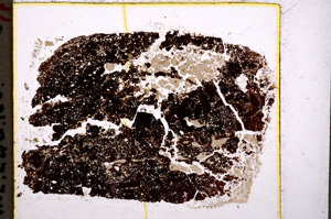 Plane Polarized, E19645