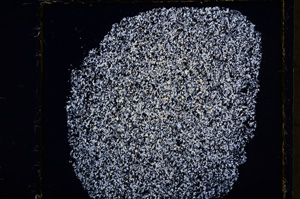 Cross Polarized, E19685