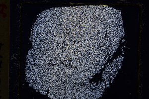 Cross Polarized, E19692