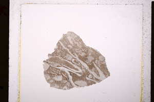 Plane Polarized, E19708