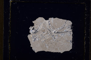 Cross Polarized, E19754