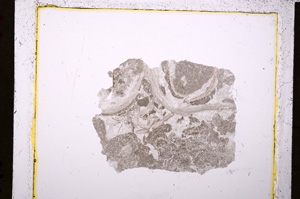 Plane Polarized, E19754