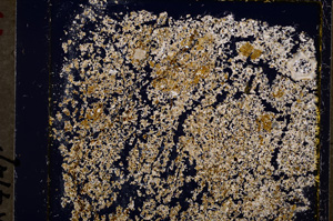 Cross Polarized, E19767