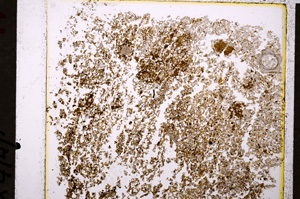 Plane Polarized, E19767