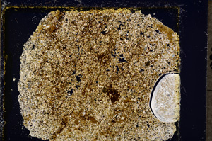 Cross Polarized, E19767/A