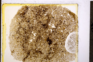 Plane Polarized, E19767/A