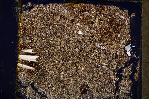 Cross Polarized, E19769