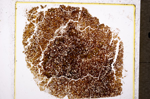 Plane Polarized, E19770