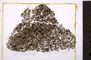 Plane Polarized, E19787