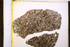 Plane Polarized, E19787/A