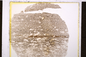 Plane Polarized, E19803/A