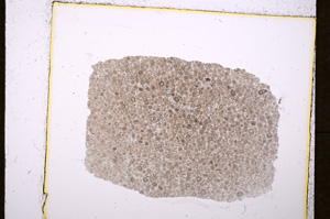 Plane Polarized, E19834