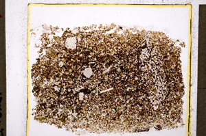 Plane Polarized, E19889