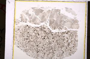 Plane Polarized, E19904