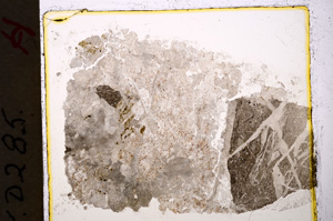 Plane Polarized, E19907