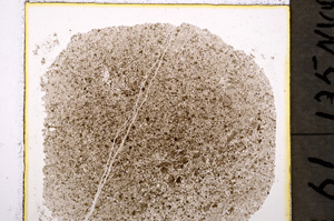 Plane Polarized, E19919