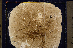 Cross Polarized, E19928