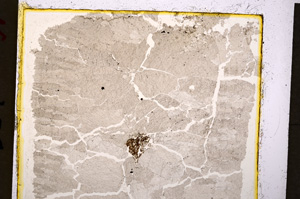 Plane Polarized, E19929