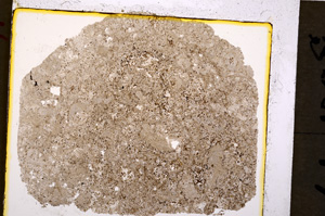 Plane Polarized, E19936