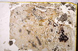 Plane Polarized, E19942