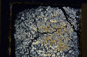 Cross Polarized, E19943