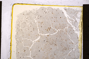 Plane Polarized, E19943