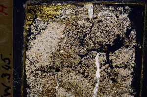 Cross Polarized, E19957