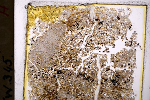 Plane Polarized, E19957