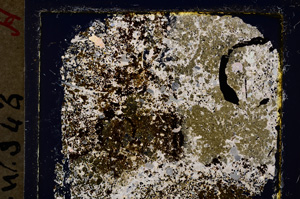 Cross Polarized, E19958