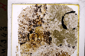 Plane Polarized, E19958
