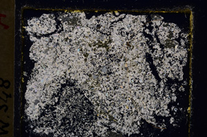 Cross Polarized, E19960