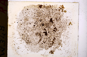 Plane Polarized, E19960/A