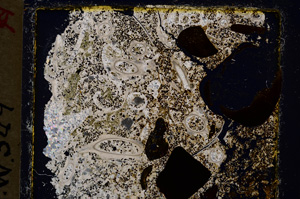 Cross Polarized, E19961