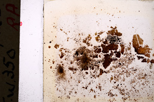 Plane Polarized, E19962/A