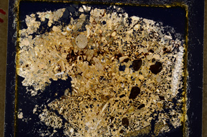 Cross Polarized, E19964