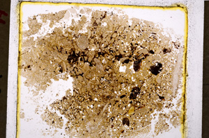 Plane Polarized, E19964