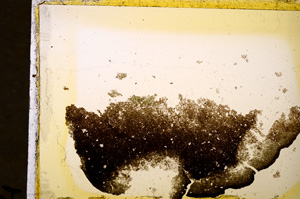 Plane Polarized, E19988