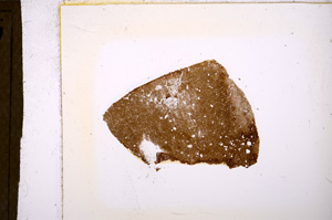 Plane Polarized, E19988/A