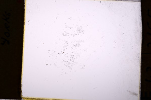 Plane Polarized, E19994/A