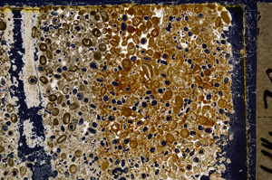 Cross Polarized, E20007