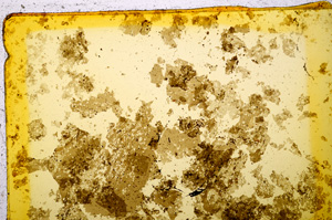 Plane Polarized, E20012