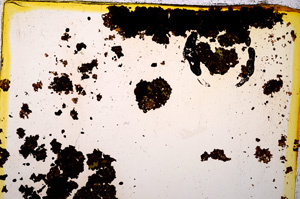 Plane Polarized, E20015