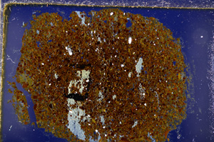 Cross Polarized, E20015/A