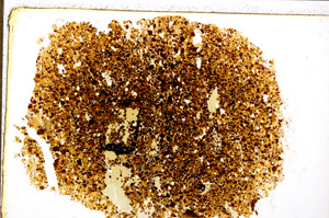 Plane Polarized, E20015/A