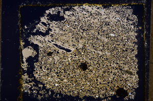 Cross Polarized, E20017