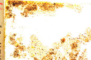 Plane Polarized, E20020